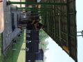 IMG 4528